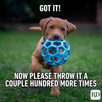 DogMeme41