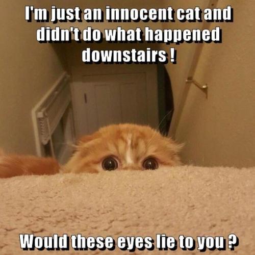 im-just-an-innocent-cat