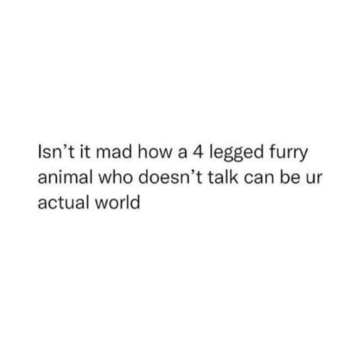isnt-mad-4-legged-furry-animal-who-doesnt-talk-can-be-ur-actual-world