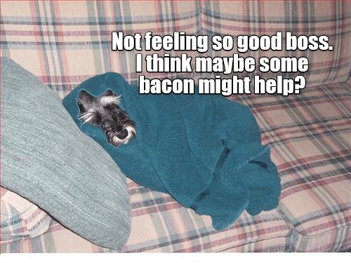 bacon-each-day-keeps-the-vet-away
