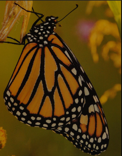 Screenshot_2024-08-08-23-33-48_kindlephoto-122978581