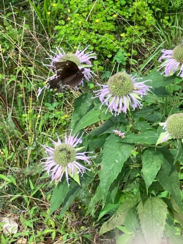 1B5B1DC3-14E4-40CC-9FBC-8ECE4259C014