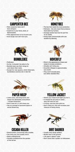 bees