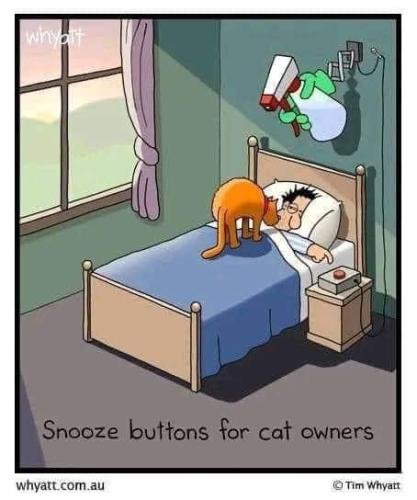 cat funnies 75