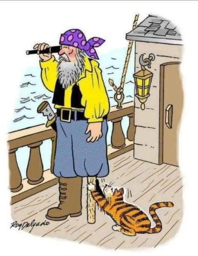 cat funnies 83