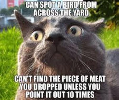 image_A56BE6C3-BEDB-402D-ACDE-2B186D444B32