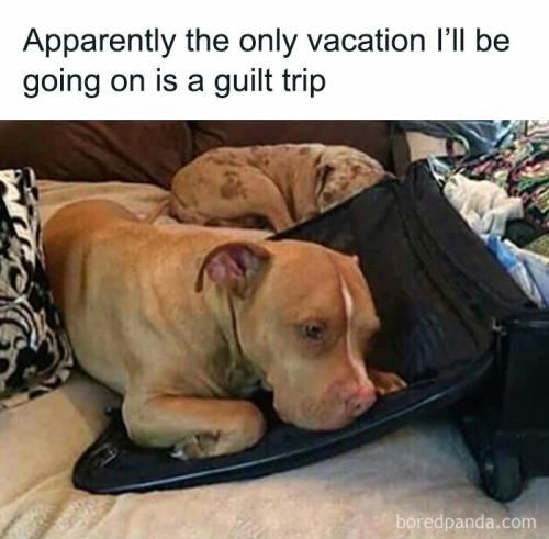 funny-animal-feed-memes10-66b627ccba78a__700