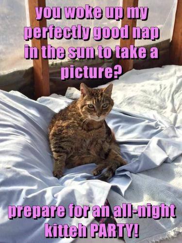 you-woke-up-my-perfectly-good-nap-in-the-sun-to-take-a-picture-prepare-for-an-all-night-kitteh-party