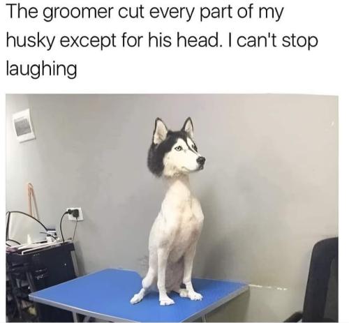 the groomer