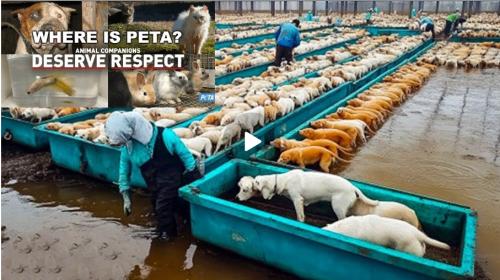 Where is PETA screenshot