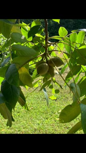 9E069ECA-411C-43DC-8205-2874B5FDF9C0