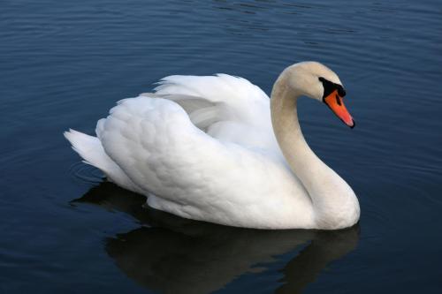 swan_Vrhnika