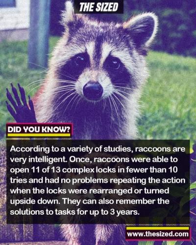 raccoon