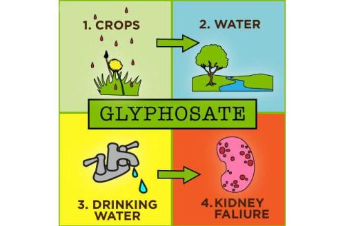 Glyphosate toxicity and health