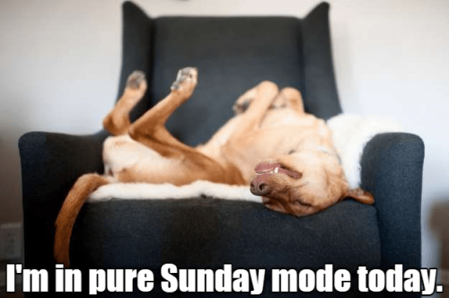 im-in-pure-sunday-mode-today-funny-dog-sleeping-on-a-couch-upside-down