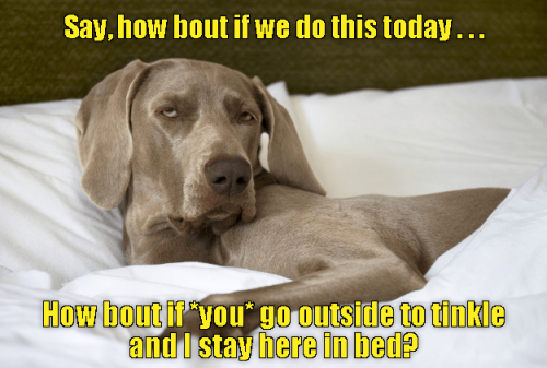 someone-is-just-not-into-the-morning-routine-today
