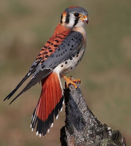 Beatuiful colored hawk