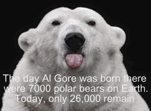 polar bears