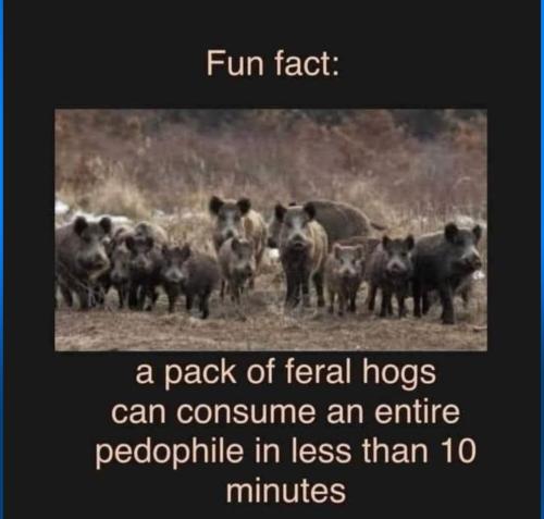 Fun Facts About Feral Hogs & Pedophiles.960px