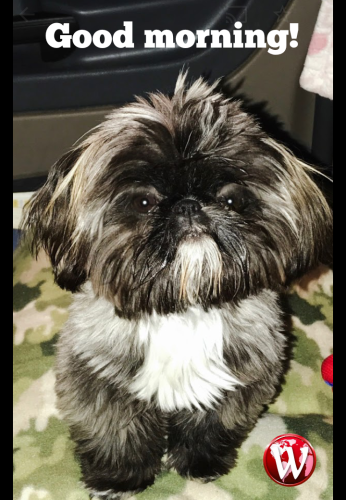 Polish_20240925_093629752