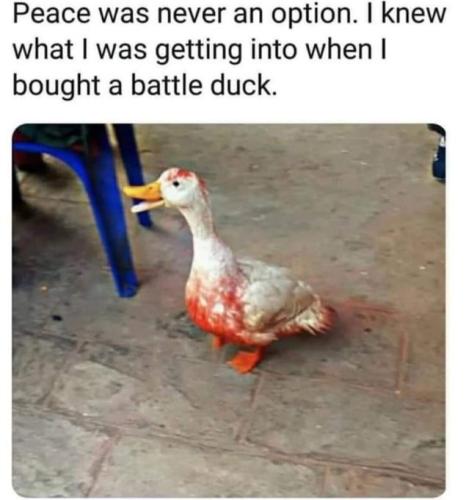 battleduck