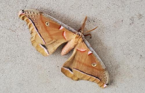 Finn sniffed this moth....