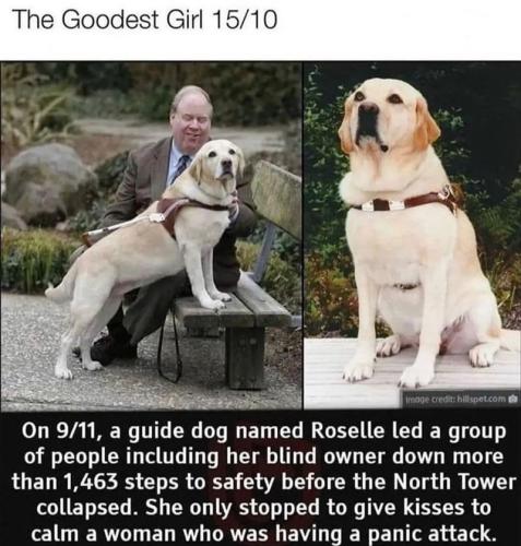 safety-before-north-tower-collapsed-she-only-stopped-give-kisses-calm-woman-who-having-panic-attack