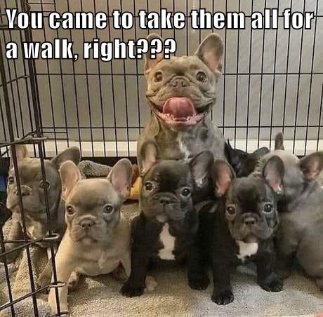 you-came-to-take-them-all-for-a-walk-right
