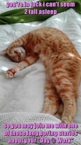 funny-cat-meme-of-cat-that-is-willing-to-hear-about-your-day-because-he-cant-sleep-so-go-ahead