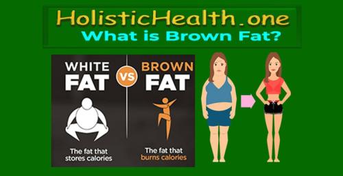 white fat brown fat