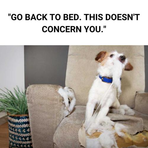 funny-dog-memes-2
