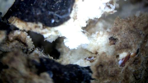 Carbon Garden Microscoped Potato (5)