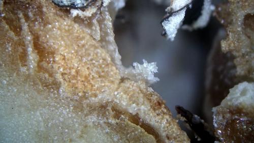 Carbon Garden Microscoped Potato (11)