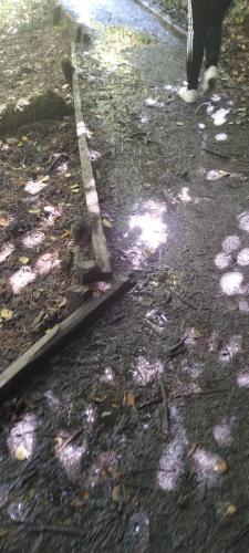 IMG_20240831_123337735