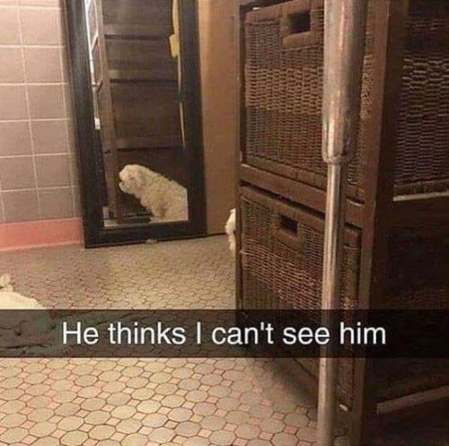 furniture-he-thinks-cant-see-him