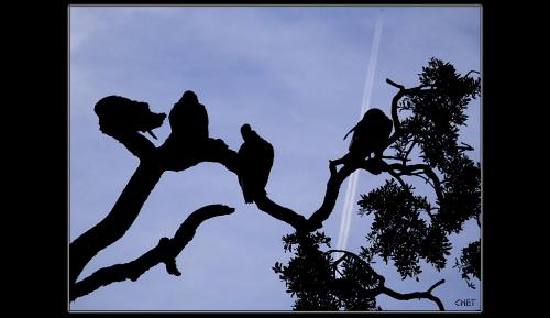 VULTURES AND CHEMTRAIL