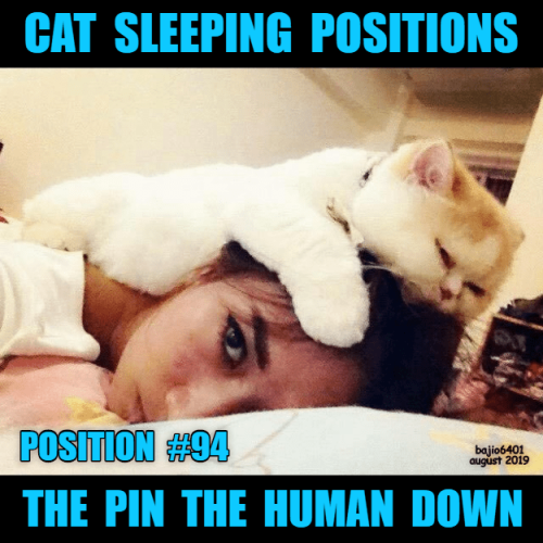 guide-to-cat-sleeping-positions