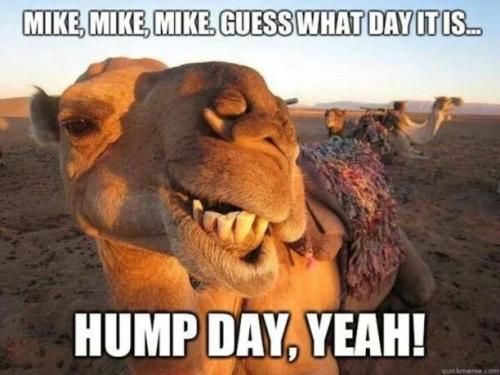 1-Hump Day