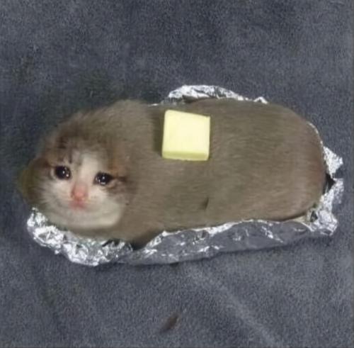 potatocat