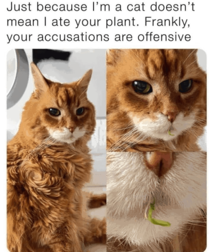just-because-cat-doesnt-mean-ate-plant-frankly-accusations-are-offensive
