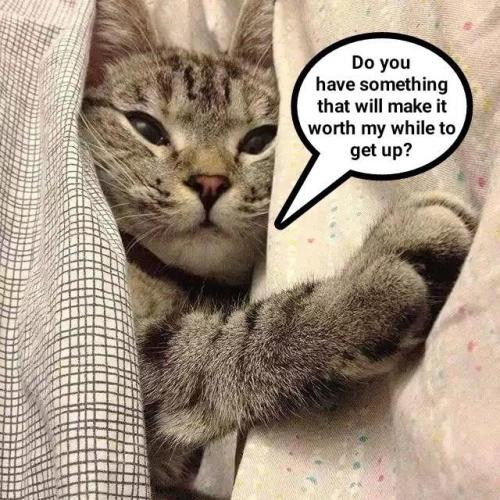 go-aheadmake-my-morning