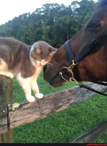 14f0f4557a5928cad7a4a7c8fb1a9bbd86d96c66adc731e5c09bdc8e7552e9b8_1