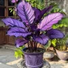 main_1715_17030_plantwink-100x100
