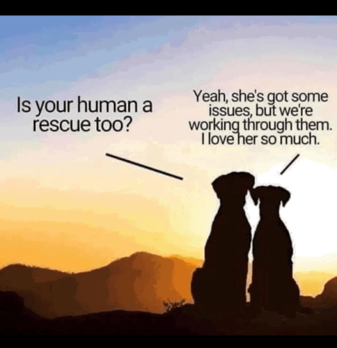 is-human-rescue-too-yeah-shes-got-some-issues-but-working-through-them-love-her-so-much