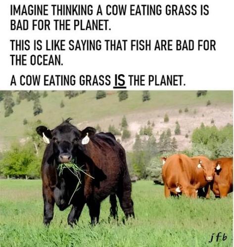 cows eating grass