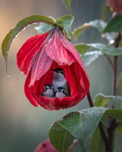 hummingintherain