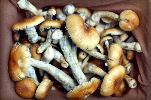 psychedelic-mushrooms