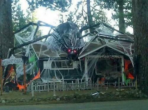 halloween spiders 1
