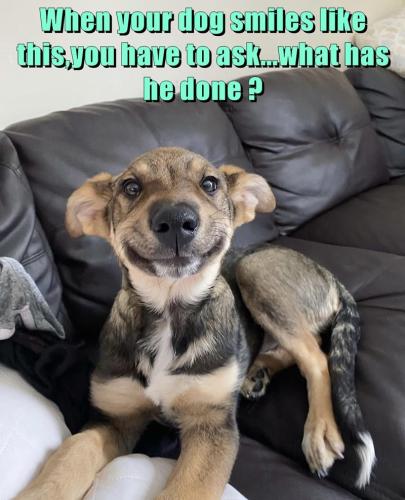 when-your-dog-smiles-like-this