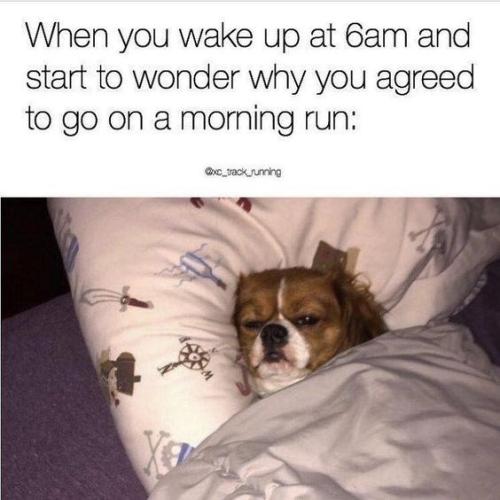 dog-when-you-wake-up-at-6am-and-start-to-wonder-why-you-agreed-to-go-on-a-morning-run-xc_trackuming